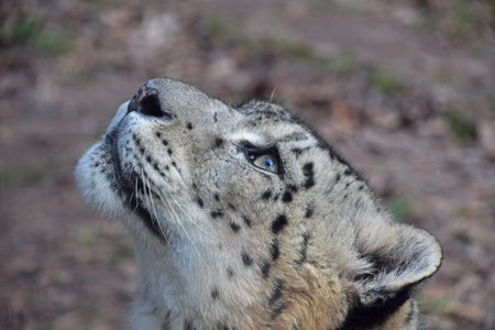 Close up side profile portrait of male snow leopard (or ounce, Panthera uncia) looking up away from...