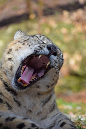 Close up portrait of male snow leopard yawning (or ounce, Panthera uncia), low angle viewの写真素材
