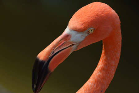 Close up side profile portrait of pink orange flamingo, head with beak, over green background of water, high angle viewの写真素材