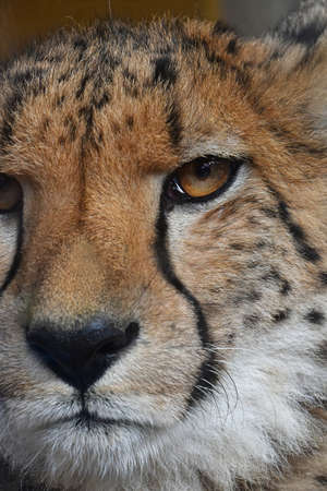 Extreme close up portrait of cheetah (Acinonyx jubatus) looking at camera, low angle viewの写真素材