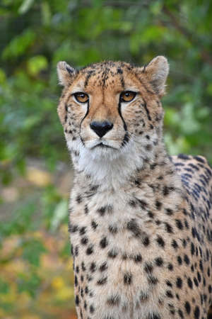 Close up portrait of cheetah (Acinonyx jubatus) looking at camera over green background, low angle viewの写真素材
