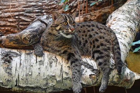 Close up side profile of fishing cat (Prionailurus viverrinus) resting on tree and looking away aside of camera, low angle viewの写真素材