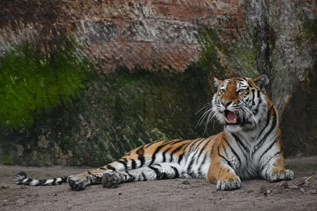 One Siberian tiger male (Amur tiger, Panthera tigris altaica) lays down, roars on stone rock and...