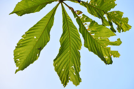 Green springtime horse chestnut (Aesculus hippocastanum) leaves damaged by diseases or insect pest, blast invaders, close up over clear blue skyの写真素材
