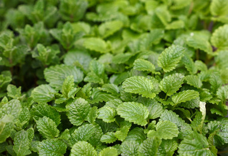 Green fresh mint (Mentha) leaves growing, close up