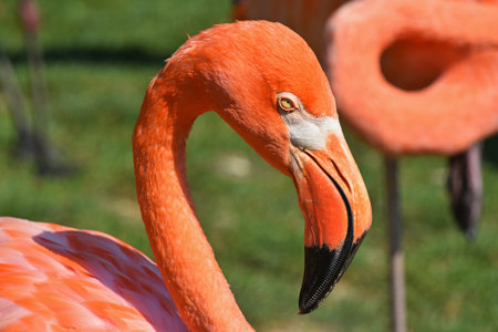 Close up side profile portrait of pink orange flamingo, head with beak, over green grass background, high angle viewの写真素材
