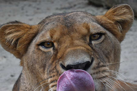 Face to face, extreme close up portrait of beautiful mature female African lioness looking at camera over black background and licking with her tongue, low angle viewの写真素材