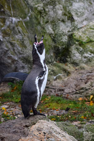 One penguin standing on the rock spreading wings and calling, during mating dance, close up, low angle view,の写真素材