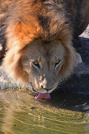 Close up portrait of cute male African lion with beautiful red mane, drinking water and looking at camera alerted, high angle viewの写真素材