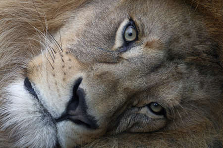 Extreme close up portrait of cute male African lion with beautiful mane, laying resting on the ground and looking at camera, low angle viewの写真素材