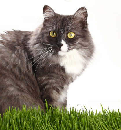 Close up portrait of one cute gray domestic cat looking at camera over fresh green grass on white background, low angle viewの写真素材