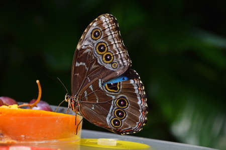 Close up of beautiful brown and blue tropical butterfly eating fruits, low angle side viewの写真素材
