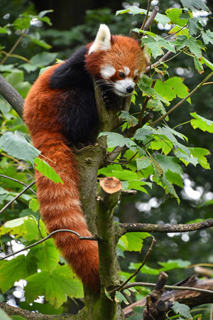 Close up portrait of one cute red panda on green tree, looking away, low angle view