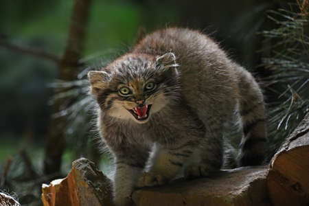 Close up portrait of one cute Manul kitten (The Pallas's cat or Otocolobus manul) looking at camera alerted, hissing and roaring with mouth open, low angle viewの写真素材