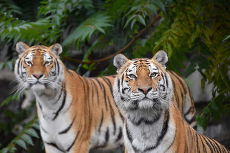 Close up front portrait of two young female Amur (Siberian) tigers looking at camera over green forest background, low angle viewの写真素材