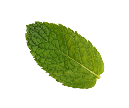 Close up one fresh green mint leaf isolated on white background, elevated top view, directly above