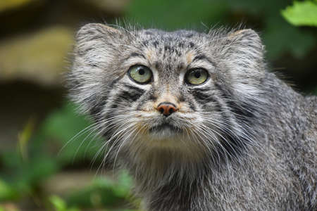 Close up portrait of one cute Manul kitten (The Pallas's cat or Otocolobus manul) looking at camera, low angle viewの写真素材