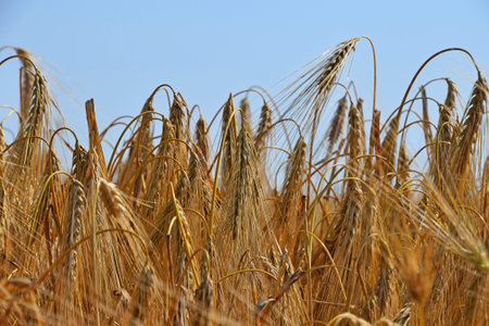 Close up field of ripe wheat under clear blue sky, low angle view