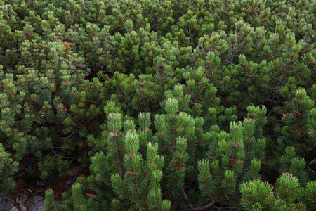High angle view of mountain pine small trees, aerial, birds eye viewの写真素材