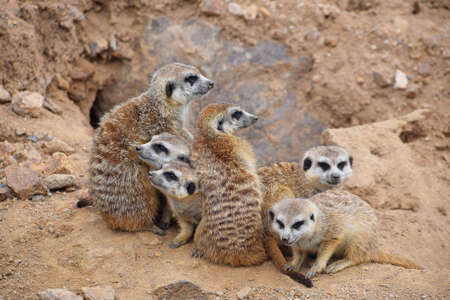 Close up portrait of meerkat family looking awayの写真素材