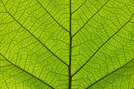 Extreme close up background texture of backlit green leaf veinsの写真素材