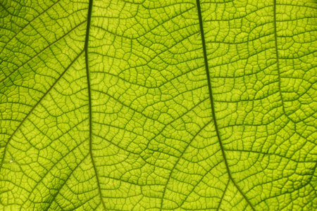 Extreme close up background texture of backlit green leaf veins