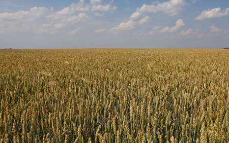 Field of green and ripe wheat or rye ears under clear blue sky, high angle viewの写真素材