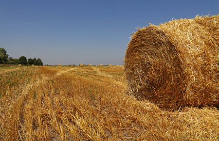 Yellow golden bales of wheat hay straw in stubble field after harvesting season in agriculture, low...