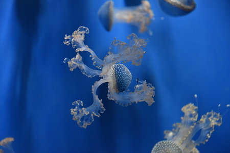 Close up group of several jellyfishes swimming in water in light over dark blue background, low...