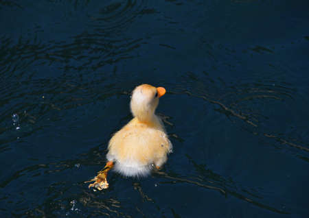 Close up one cute little yellow baby duckling in blue water, high angle rear viewの写真素材
