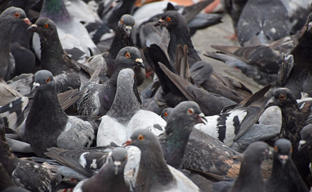 Close up flock of many pigeon birds on the ground, high angle view, selective focus