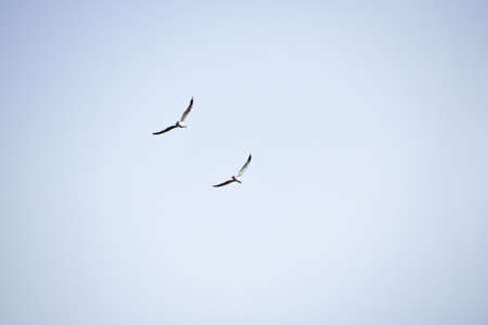 Two sea gulsl flying high and hovering in cloudy sky, low angle viewの写真素材