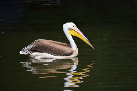 Close up one beautiful grey and white pelican in water with reflection and ripples, low angle viewの写真素材