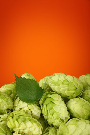 Close up heap of fresh green hops, ingredient for beer or herbal medicine, over warm brown orange...