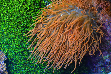 Close up pink and purple sea sebae anemone polyps in water of aquarium, high angle view