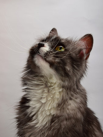 Close up front portrait of one cute gray domestic cat with white spots, looking up over gray...