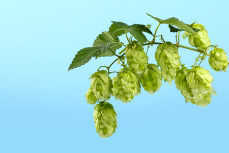 Close up one fresh green hop bine branch with leaves over blue sky background, low angle side view