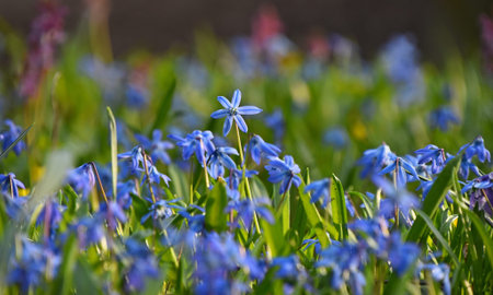Close up blue spring Scilla flowers