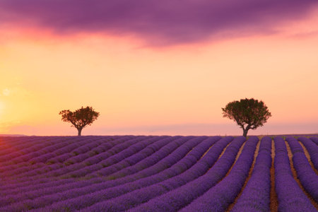 Purple blooming lavender field of Provence, France, at sunset with beautiful scenic sky and tree on horizonの写真素材