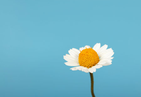 Close up one flowerhead of fresh white chamomile daisy flower over blue background, high angle side...