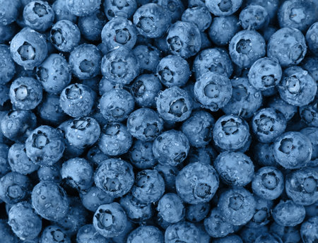 Close up background pattern of blue toned fresh washed wet blueberry berries with water drops, elevated top view, directly aboveの写真素材