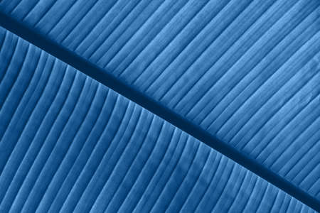 Extreme close up background texture of backlit blue toned palm leaf veinsの写真素材