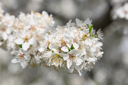 Close up white cherry tree blossom, low angle view