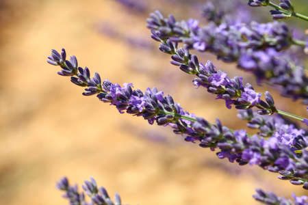 Close up purple blooming lavender flowers, low angle side viewの写真素材