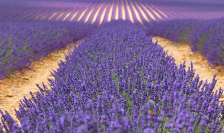 Purple blooming lavender field of Provence, France, in day time, low angle view, perspective