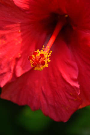 Close up red hibiscus flower pistil (mallow rose), low angle viewの写真素材