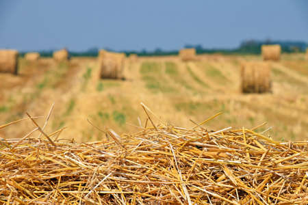 Yellow golden bales of hay straw in stubble field after harvesting season in agriculture, selective focusの写真素材