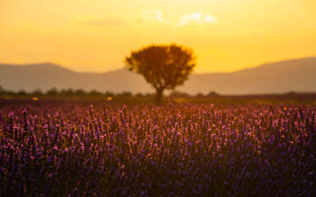 Purple blooming lavender field of Provence, France, at sunset with beautiful scenic sky and tree on horizonの写真素材