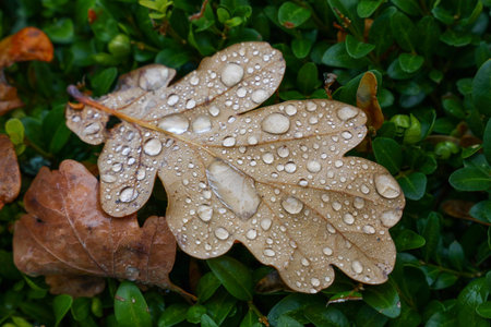 Close up fallen autumn brown and orange oak tree leaves with water drops after the rain, laying on...