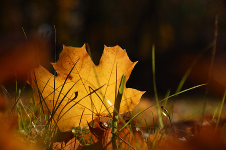 Close up one backlit orange autumn fallen maple leaf in grass on the ground, low angle viewの写真素材